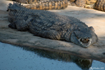 Djerba - Crocodile Farm