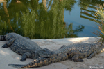 Djerba - Crocodile Farm