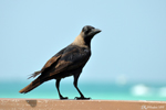 A crow
