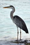Heron