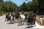 Ile de Rhodes - Une rencontre fortuite mais normale quand vous sortez des grandes routes pour profiter des petites routes