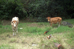 Guadeloupe - Chickens, birds and cows have learned to coexist