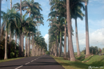 Capesterre Belle Eau - The Allée Dumanoir is a wide row of 400 royal palms planted around 1850 by the Dumanoir family. This double row of royal palms led to the entrance of the Marquis de Brinon's estate.