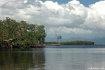 Morne-à-l'Eau - A view of the mangrove swamp rich in animal life, the nursery for so many species, including sharks