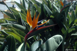 Guadeloupe - The Bird of Paradise flower