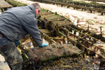 My friend Yan, the oyster farmer - He turns the oyster bags