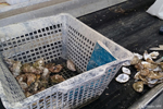 The oyster beds - A little lemon, a little rosé or white and a pleasure shared with friends