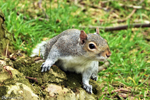 London - Squirrels are not shy in Victoria Park