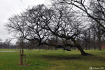 London - "I bend but do not break" said the reed to the oak under the pen of La Fontaine. Yet this tree in Hyde Park is still standing...