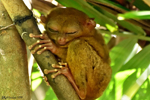 Bohol - Tiny primates of 15 cm (not counting the tail), tarsiers have huge eyes and very long feet