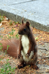 Warsaw - A squirrel stands proudly
