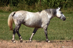 Saint Remy de Provence - The horses of Camargue