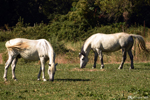 Saint Remy de Provence - The horses of the Camargue