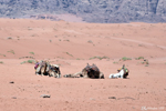 Wadi Rum
