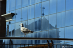 Aveiro, The seagull in front of the church