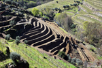 A field of vines in preparation
