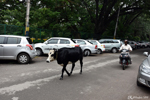 Mysore - Cows roaming around as they please