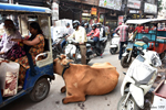 Delhi - Cows are not bothered