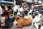 Delhi - Cows are not bothered