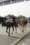 Delhi - Weird things you see on the main roads