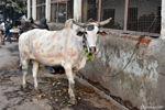 Delhi - La vache est sacrée