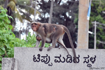 Mysore - Monkey near the Sri Chamundeshwari Devi temple