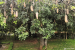 Bangalore - Bread tree ?