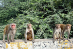 Agra - They are waiting for treats