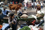 Delhi - Not all cows are fat