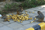 Delhi - The monkey dinner
