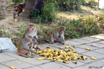 Delhi - The monkey dinner