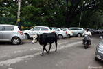 Mysore - Cows roam as they please
