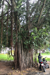 Mysore - A banyan tree