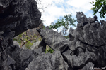 Coron - Black Limestone Rocks at Barracuda Lake