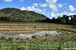 Coron - Rice Fields near Coron