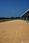 Pangasinan - Maize being dried