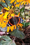 Un beau papillon au Jardin Extraordinaire