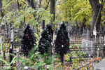 Des sapins de Noël ?