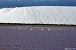 Les Salins d'Aigues-Mortes