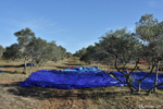 Ramassage des olives