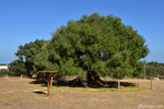 A 2,500-year-old olive tree