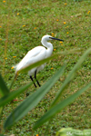 Aigrette garzette