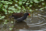 Gallinule poule-d'eau