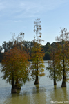 Bald cypress trees