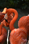 Zhaoqing, Flamants roses orangés