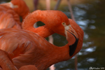 Zhaoqing, Flamants roses orangés