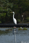 Zhaoqing, Grande Aigrette