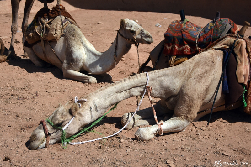 The desert of Wadi Rum, Jordan