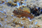 Fréjus - Goby