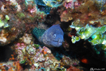 Fréjus - Moray eel